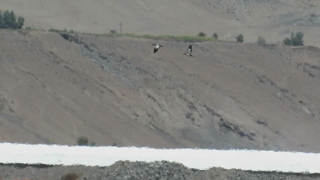 Black-faced Ibis - ML219560931