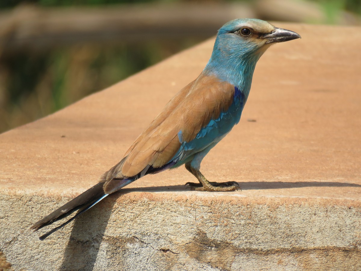 Abyssinian Roller - Antonio Xeira