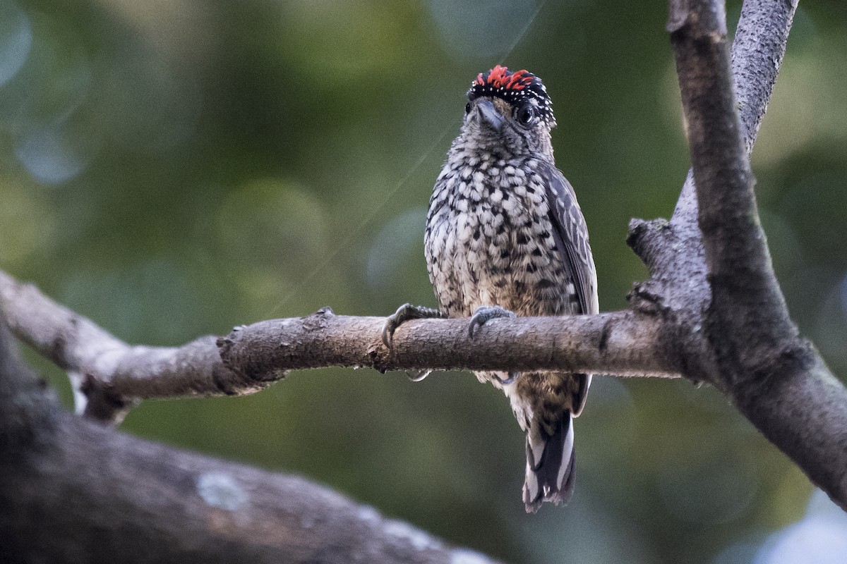 White-wedged Piculet - Luiz Carlos Ramassotti