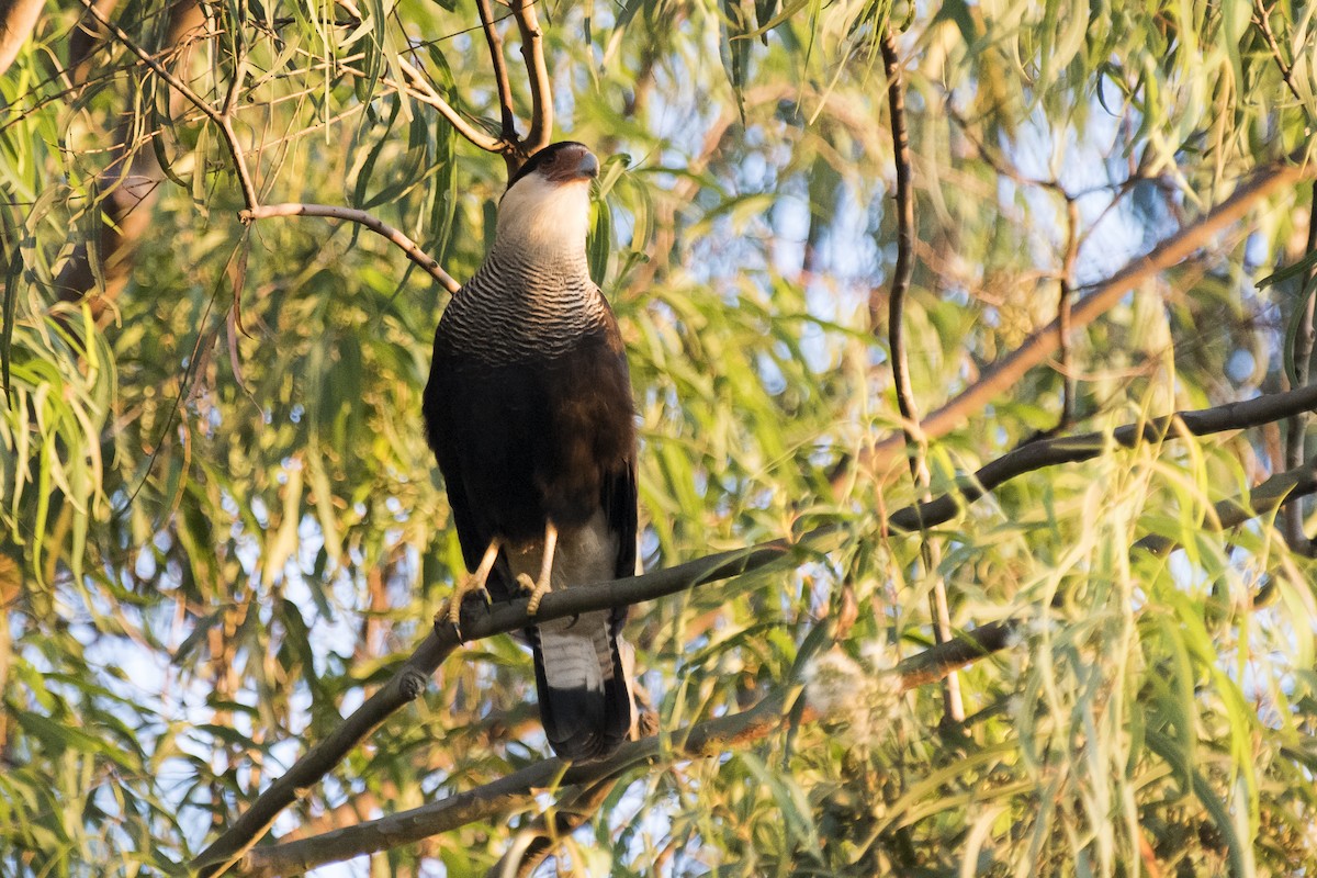 Crested Caracara (Southern) - ML219561631