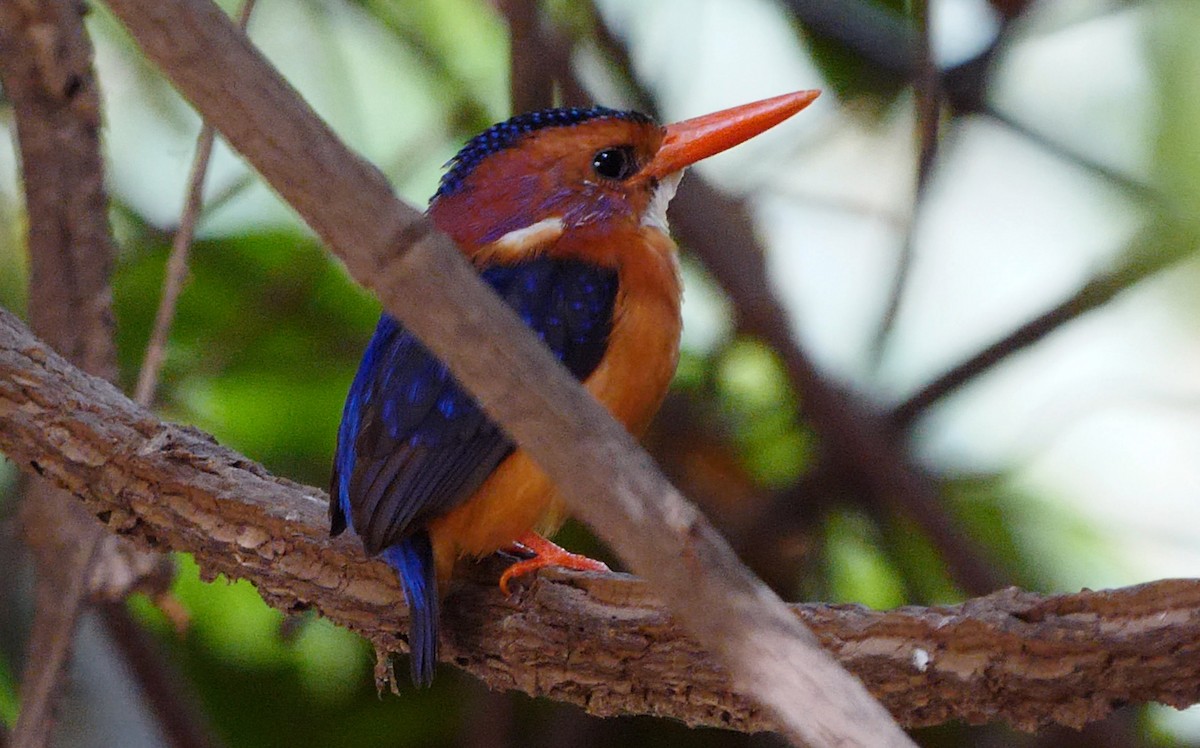 African Pygmy Kingfisher - ML219563491