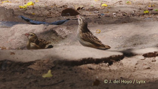 Northern Red Bishop - ML219563651