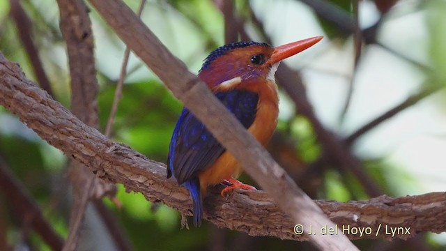 African Pygmy Kingfisher - ML219563981