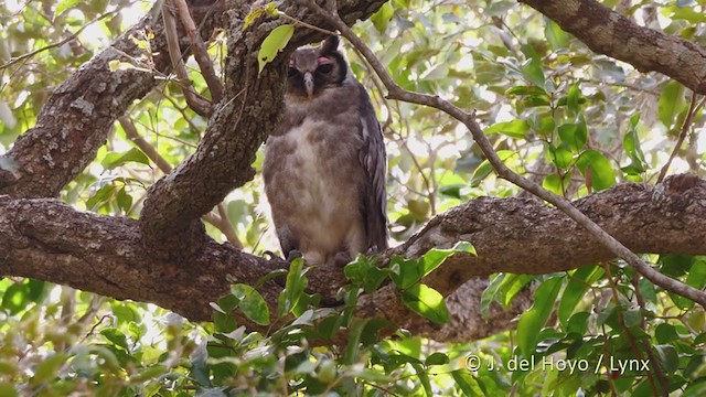 Verreaux's Eagle-Owl - ML219564091