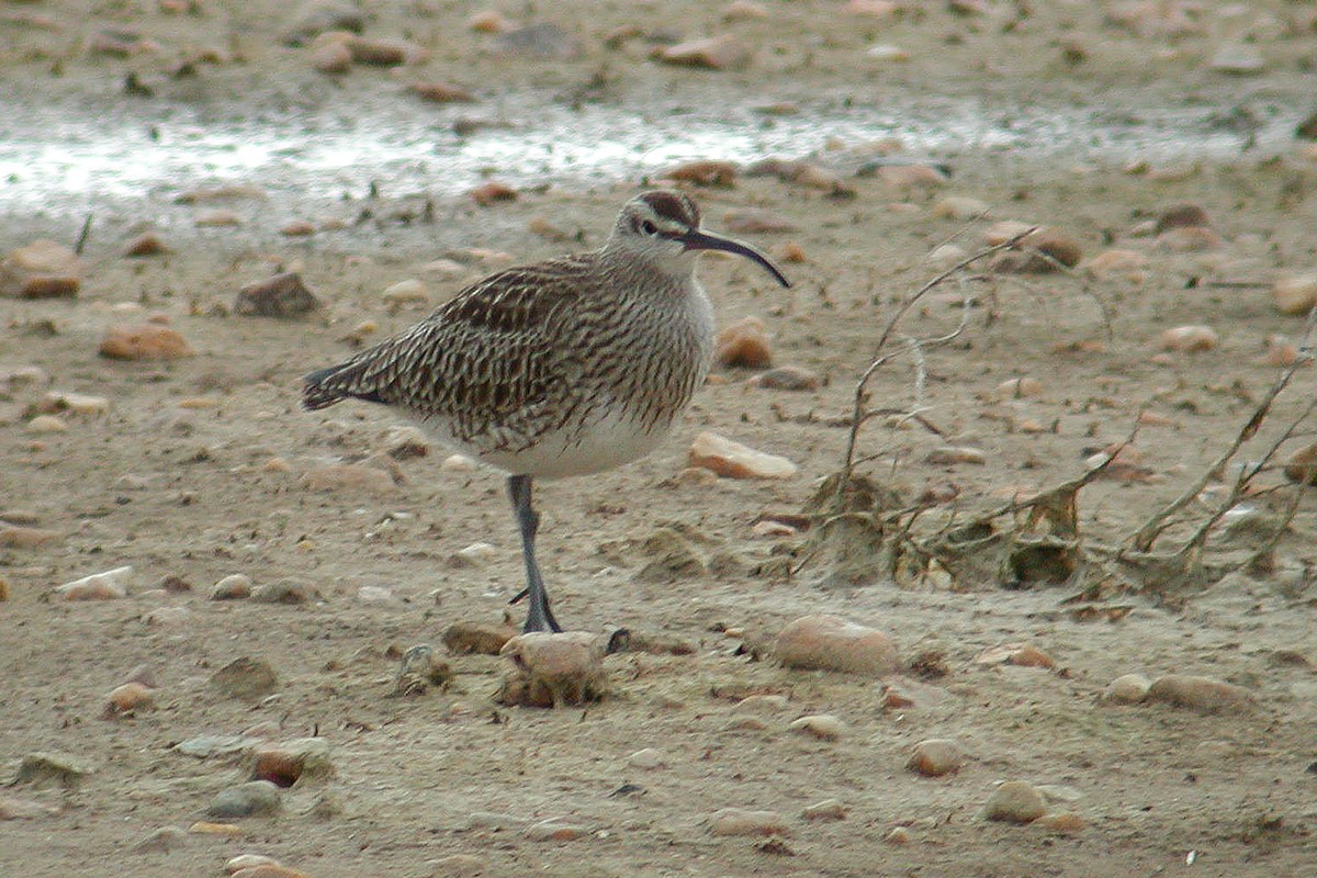 Whimbrel - Miguel Rouco