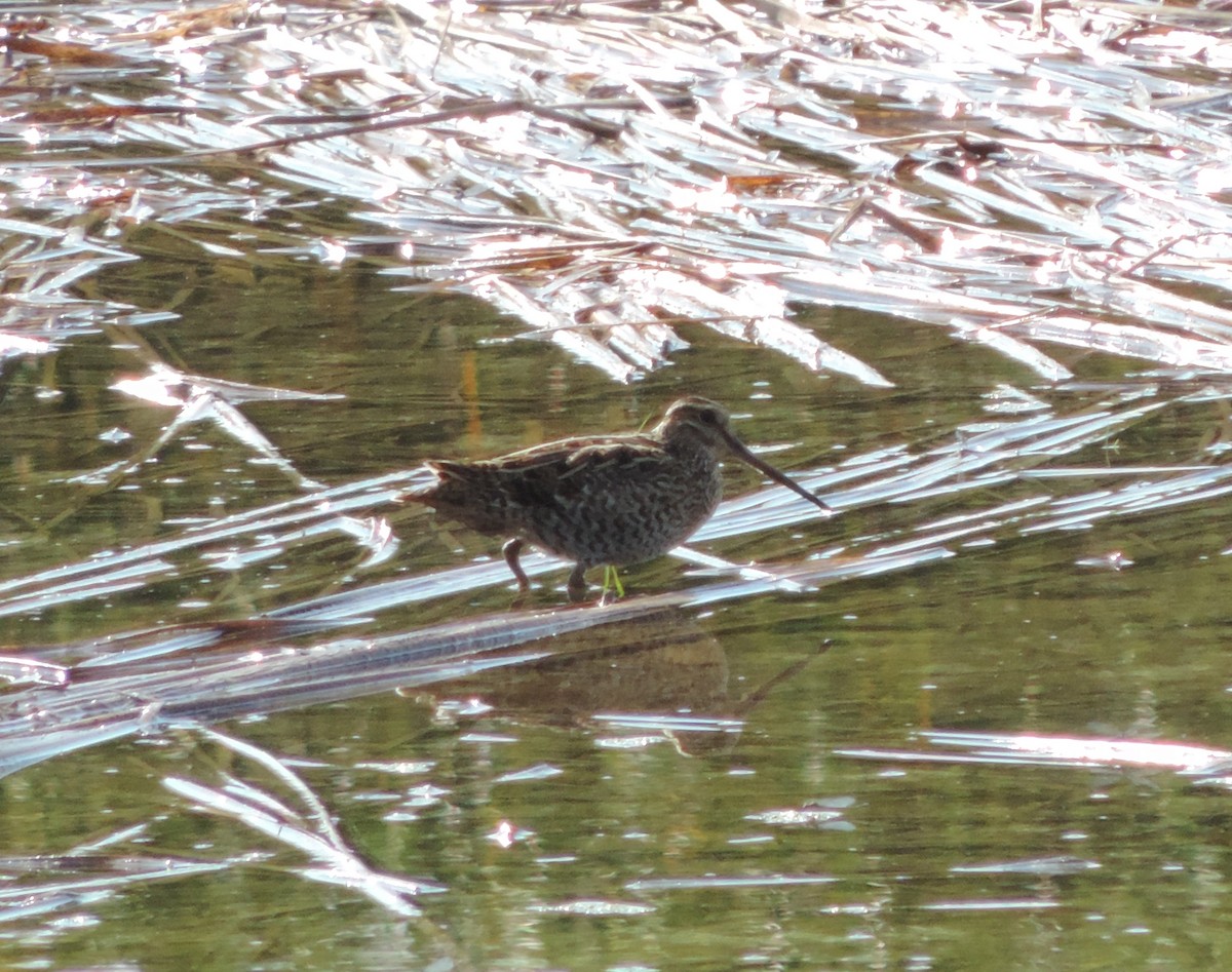 Great Snipe - ML219568411