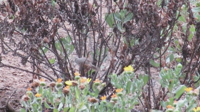 Plain-mantled Tit-Spinetail - ML219570521