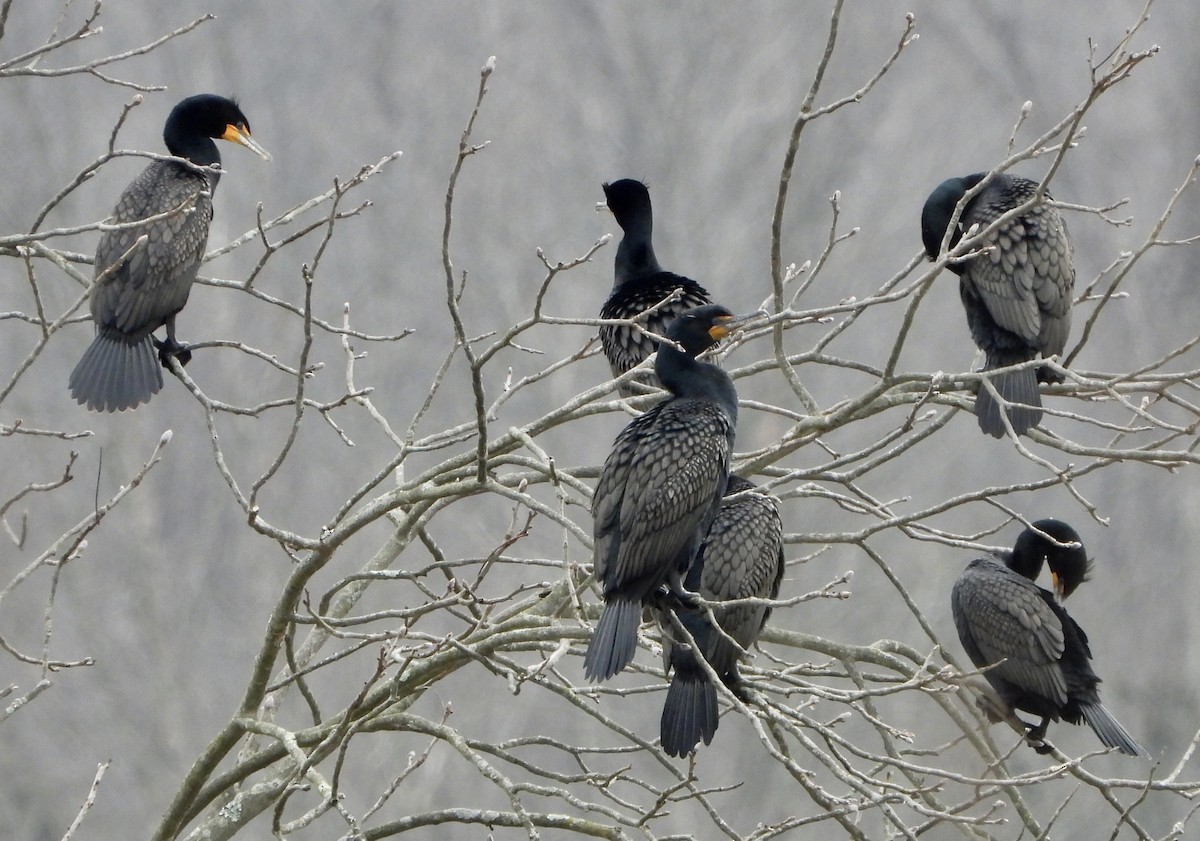 Double-crested Cormorant - ML219570571