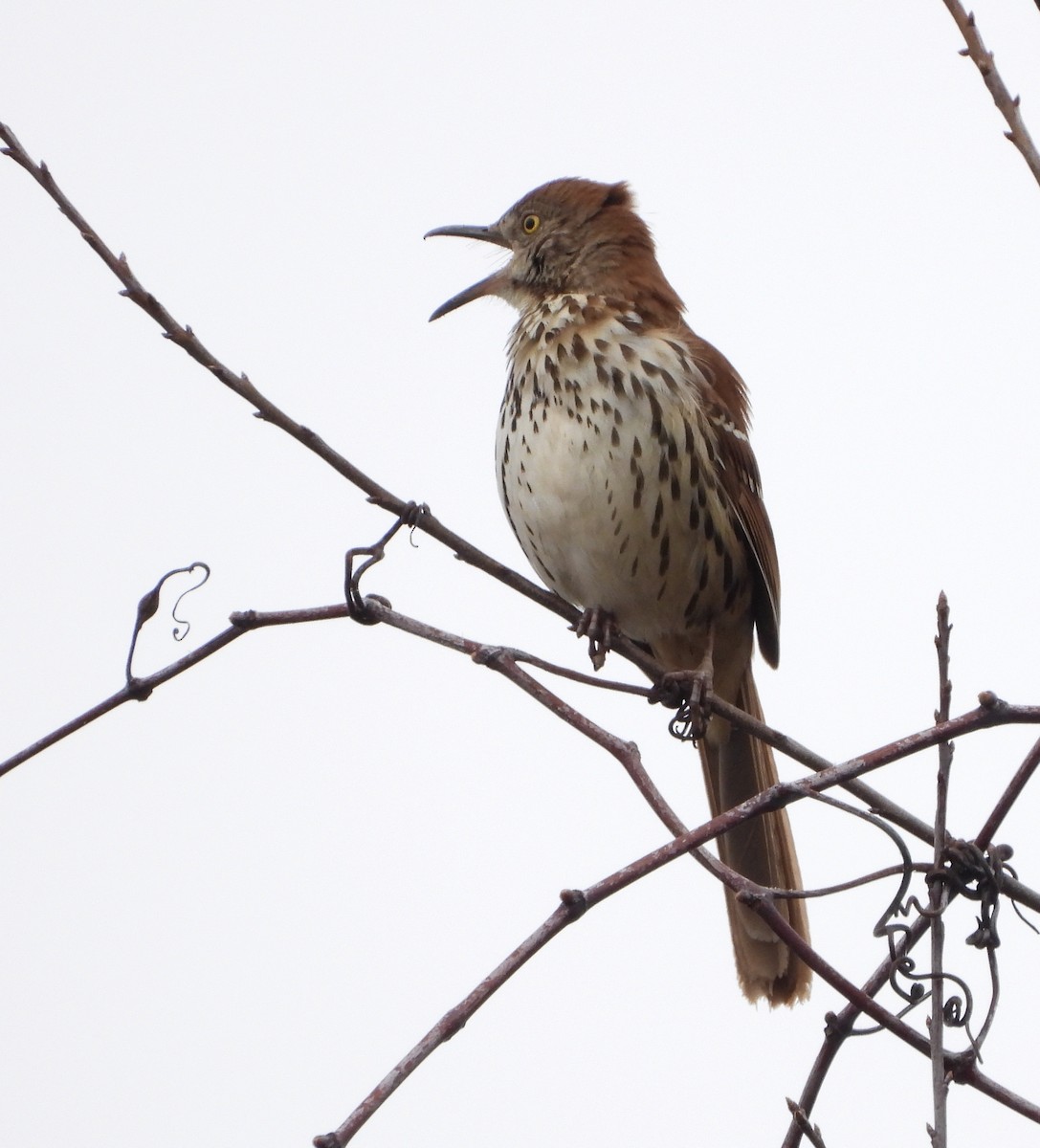 Brown Thrasher - ML219570961