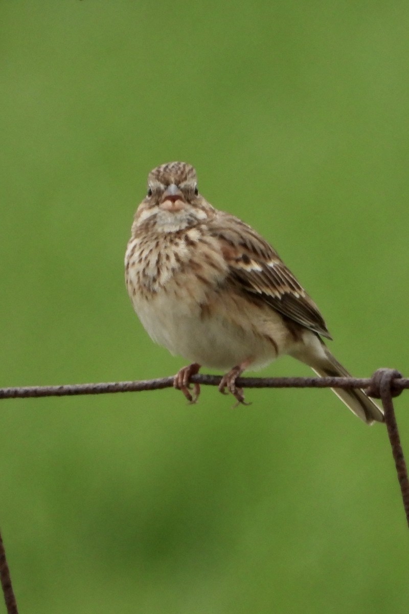 Vesper Sparrow - ML219571231