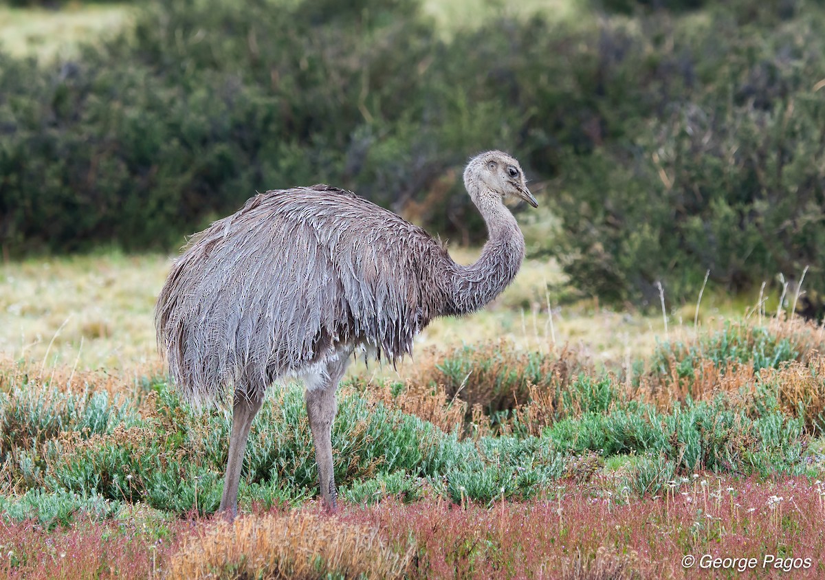 Lesser Rhea (Darwin's) - George Pagos