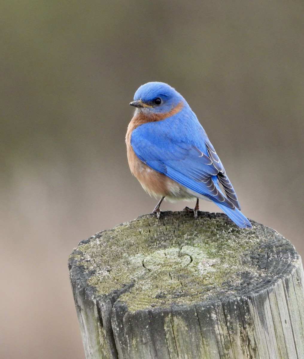 Eastern Bluebird - ML219572131