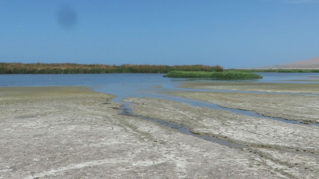 Semipalmated Sandpiper - ML219572561
