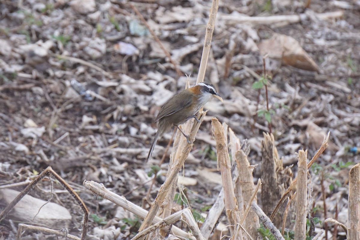 Streak-breasted Scimitar-Babbler - ML219573451