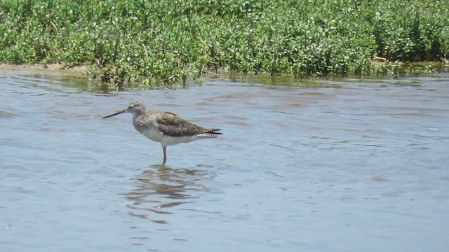 Greater Yellowlegs - ML219573681