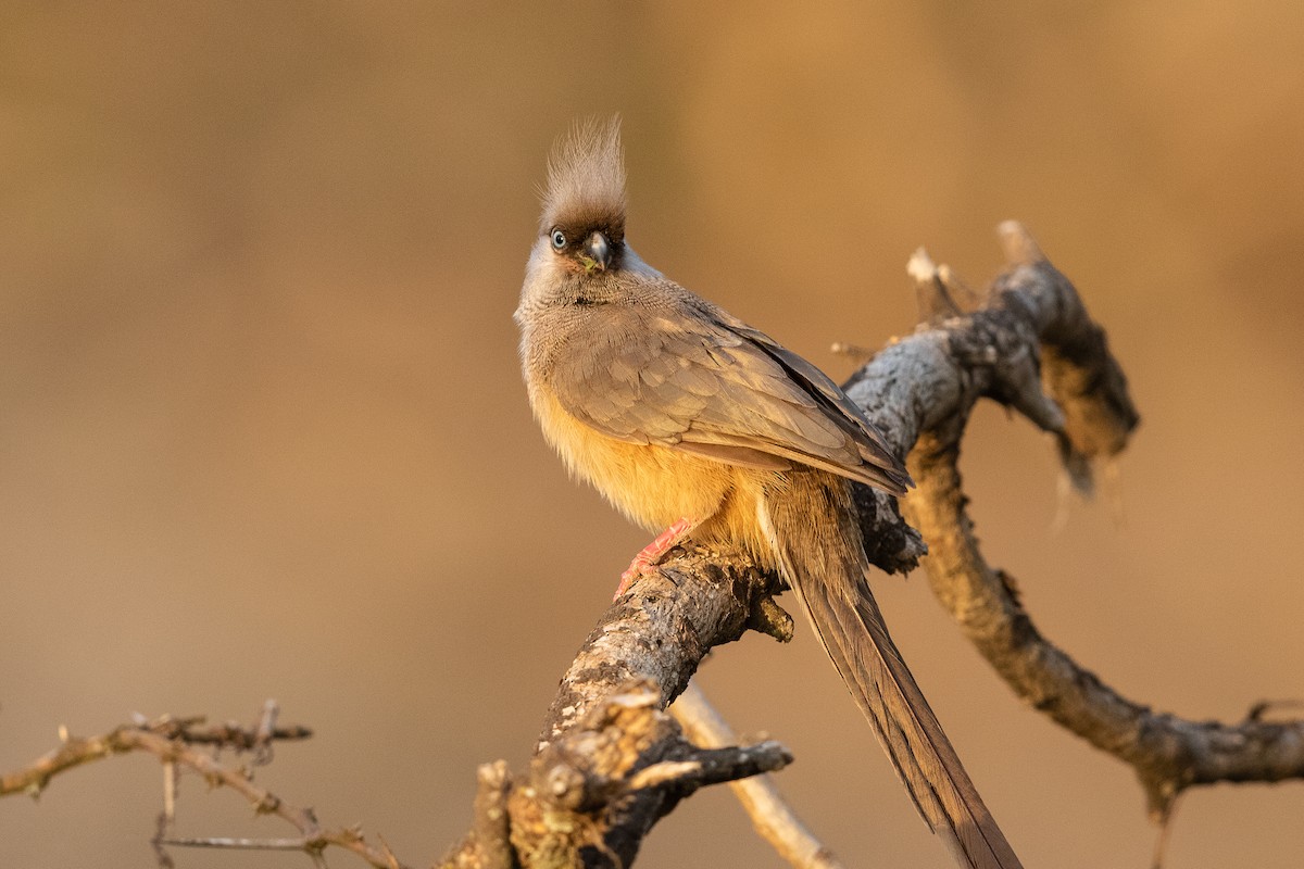 Speckled Mousebird - ML219575291