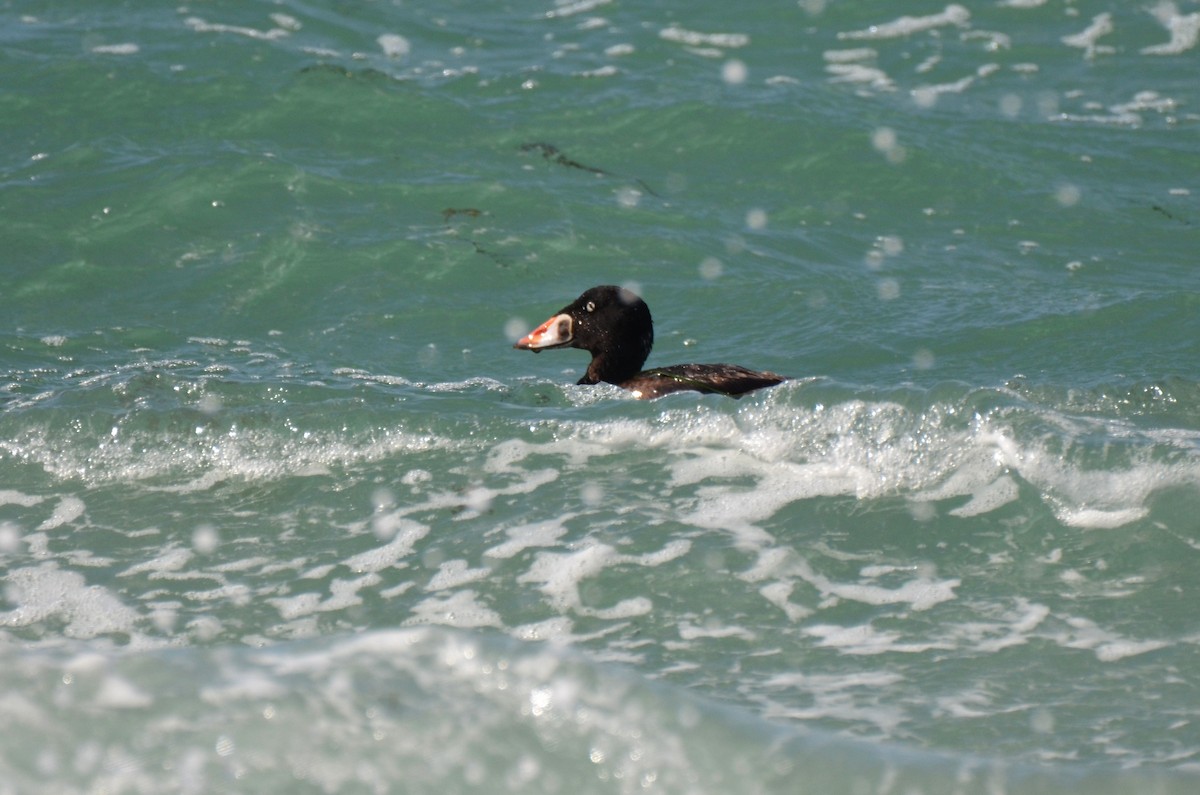 Surf Scoter - Jeff Sexton