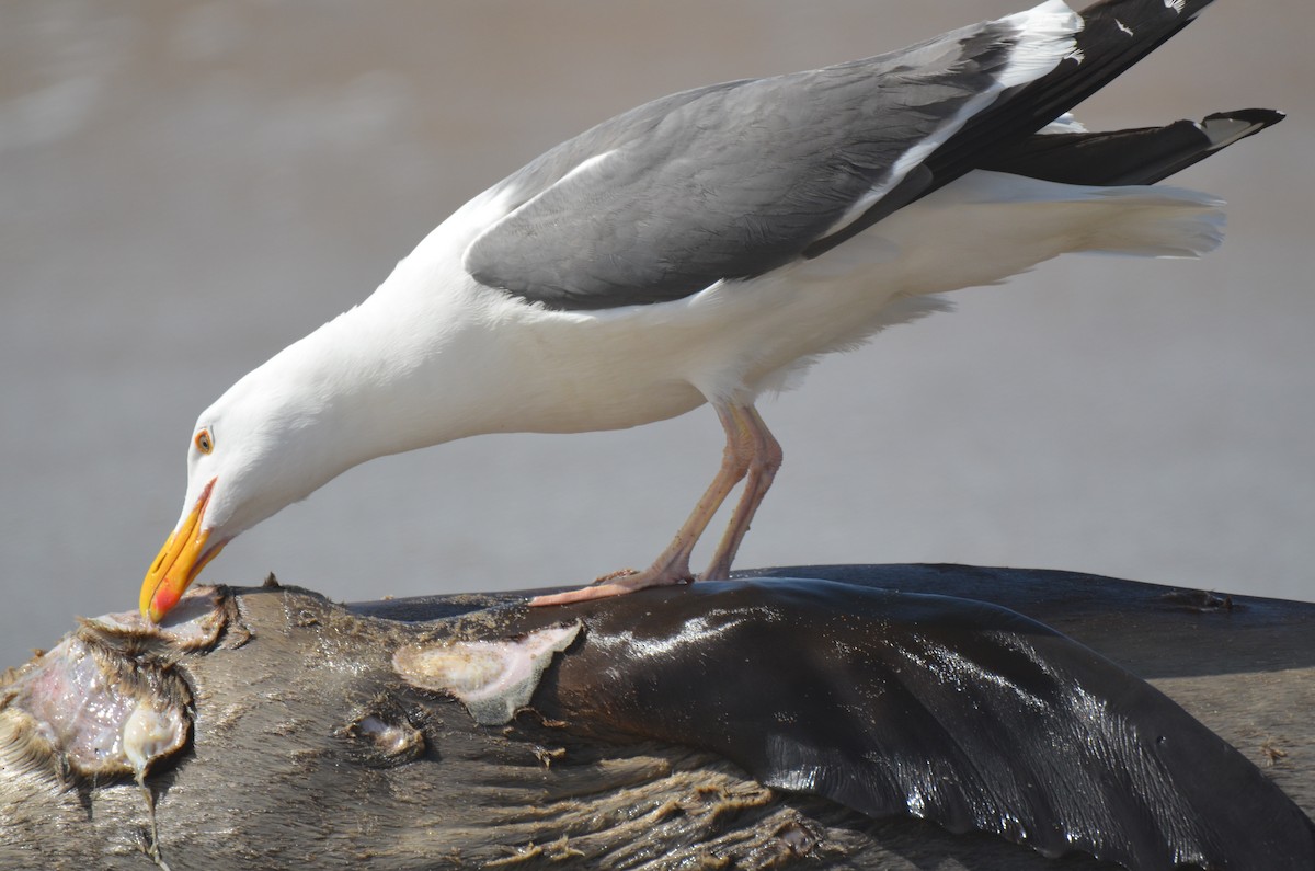 Western Gull - ML219575951