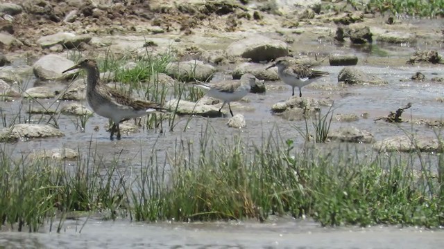 Орог элсэг - ML219576241