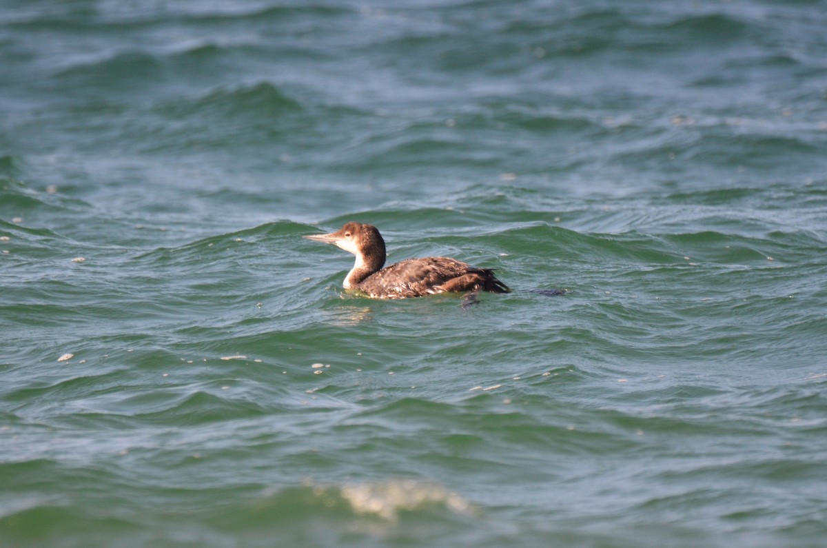 Common Loon - Jeff Sexton