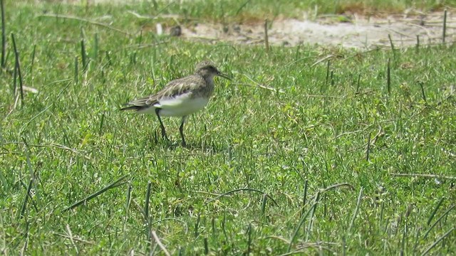 Baird's Sandpiper - ML219581111