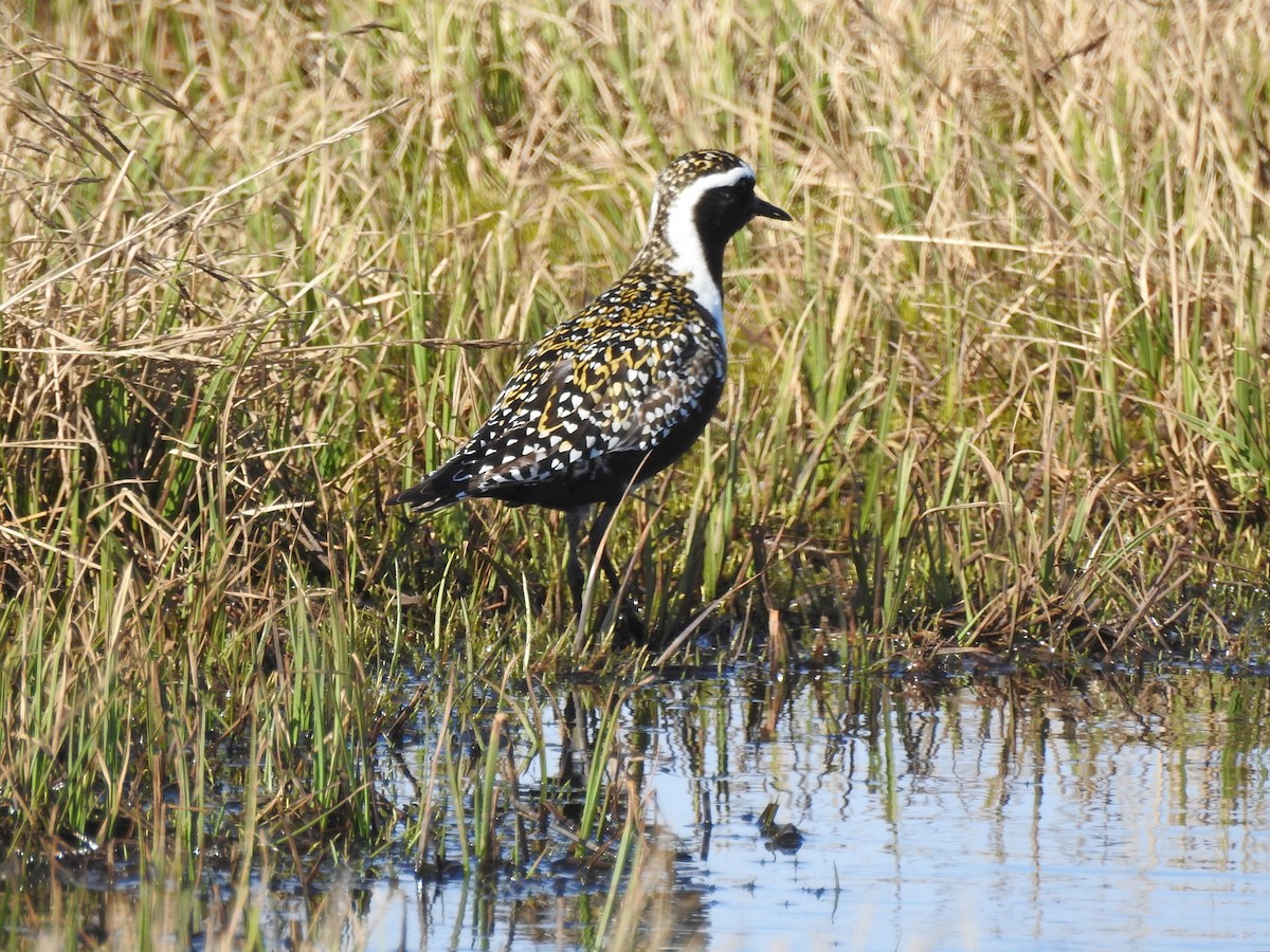 American Golden-Plover - ML219581871