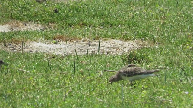 Байрдийн элсэг - ML219582591