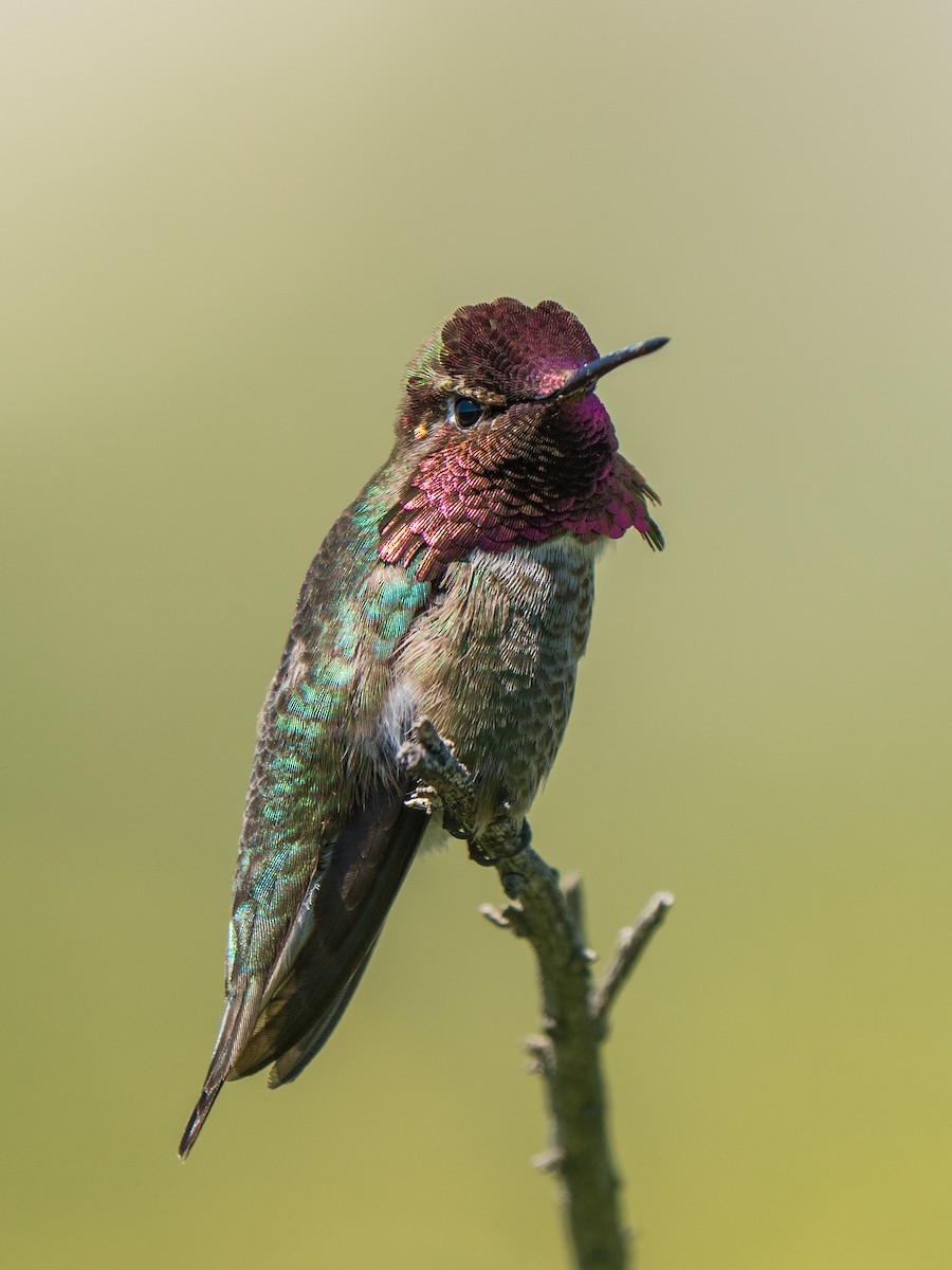 Anna's Hummingbird - ML219583151