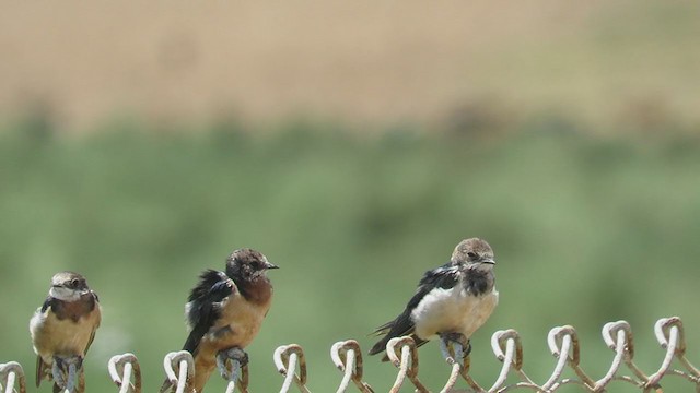 Асрын хараацай - ML219583421