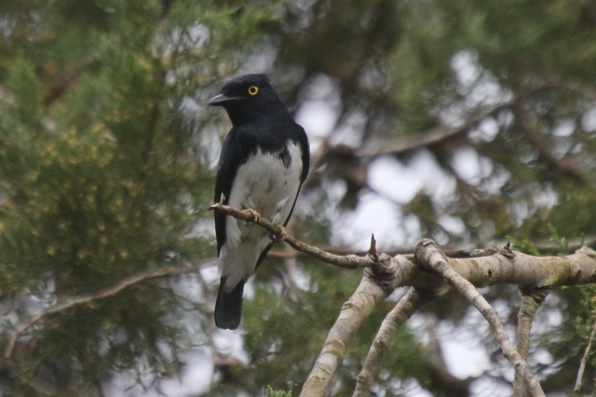 Black-and-white Shrike-flycatcher - ML219583441