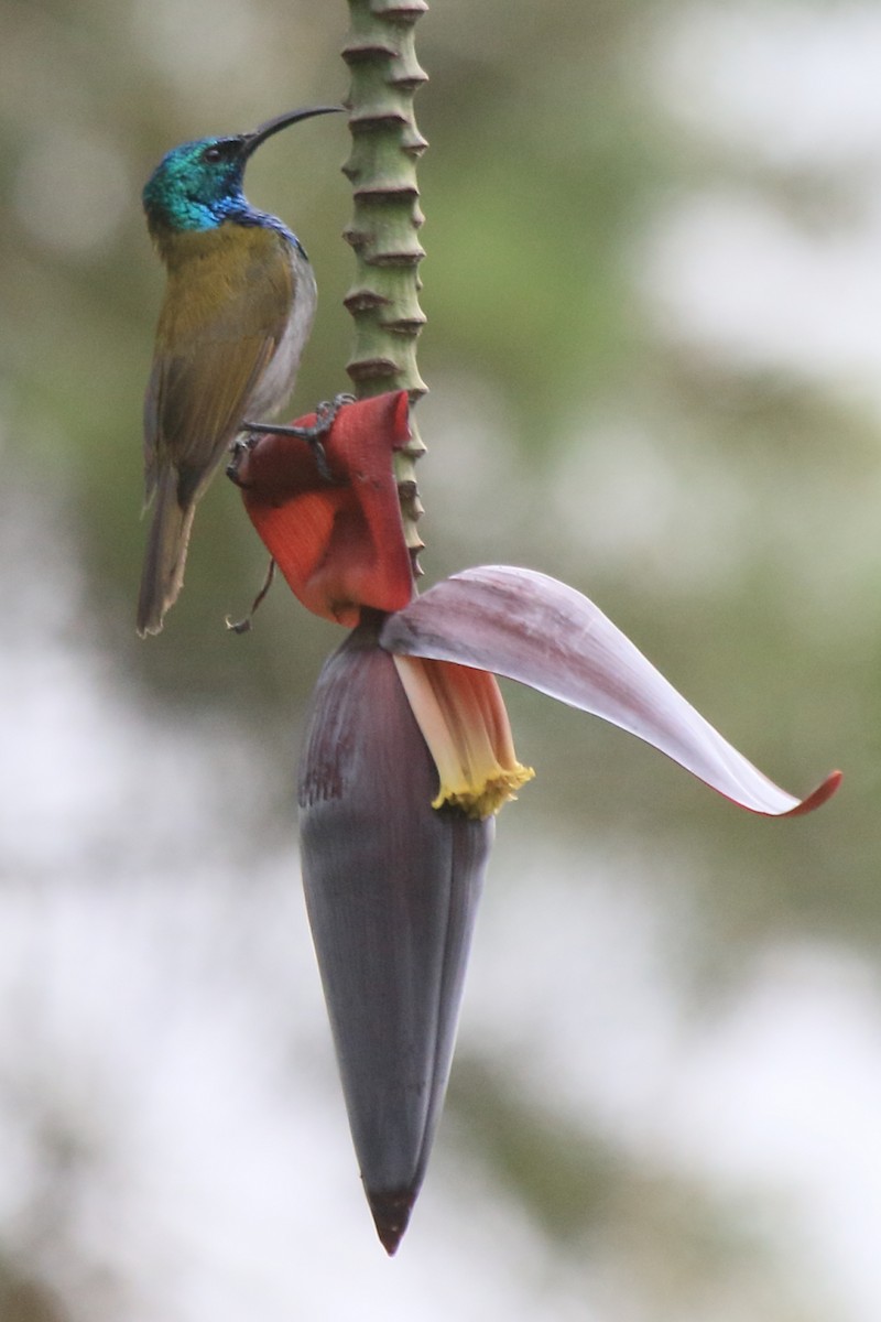 Green-headed Sunbird (Green-headed) - ML219583461