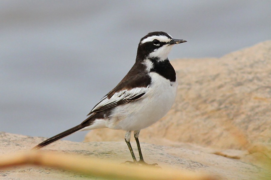 Mekong Wagtail - Wich’yanan Limparungpatthanakij
