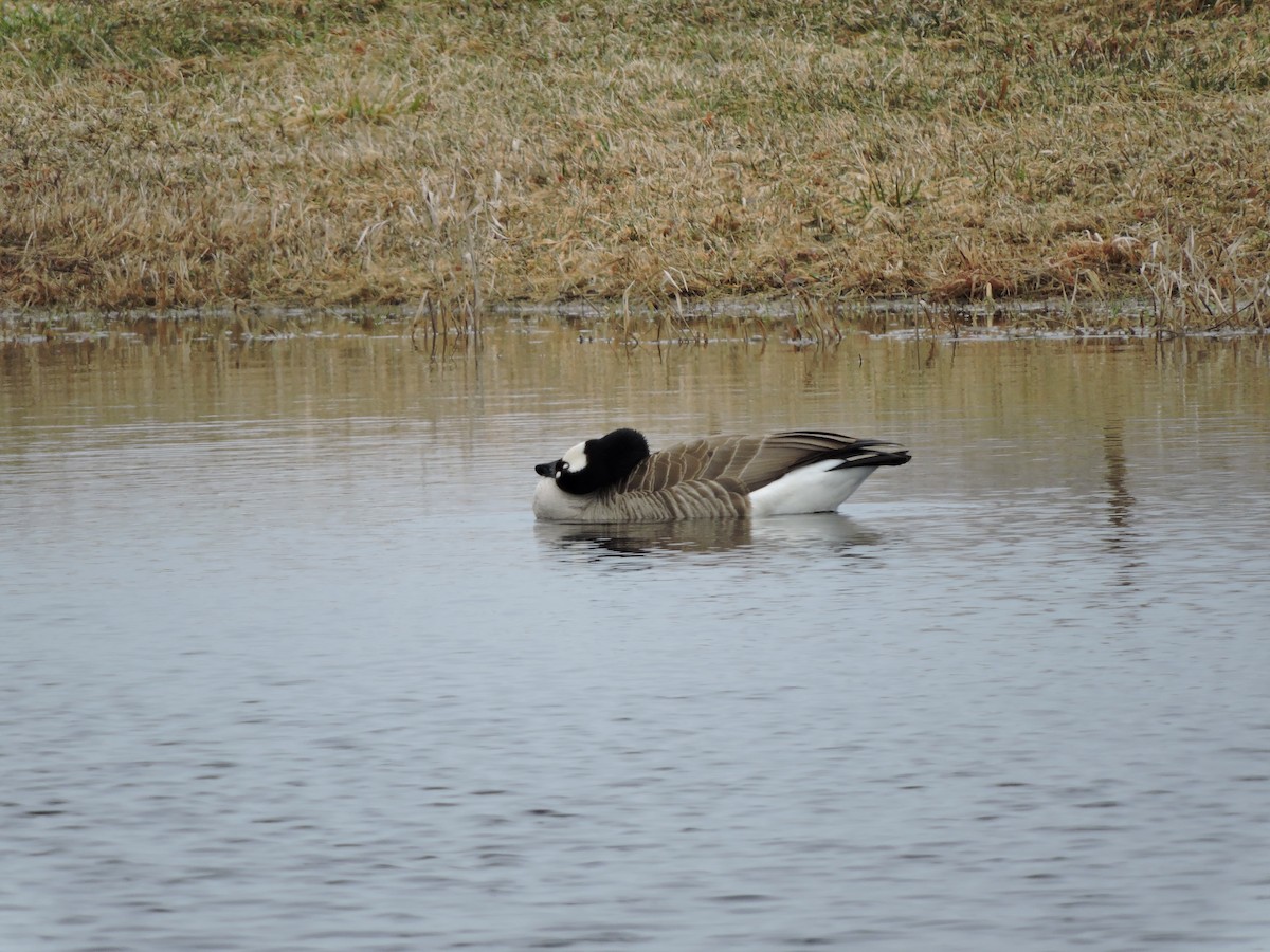 Canada Goose - Mary Ellen Newport