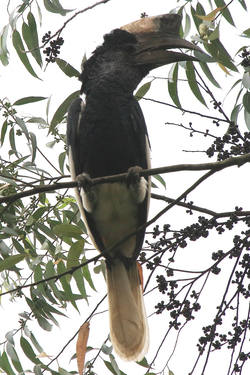 Black-and-white-casqued Hornbill - ML219586161