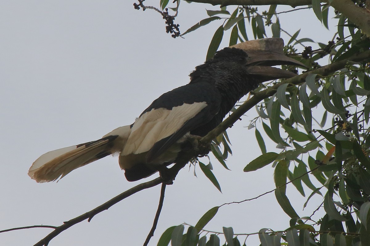 Black-and-white-casqued Hornbill - ML219586171