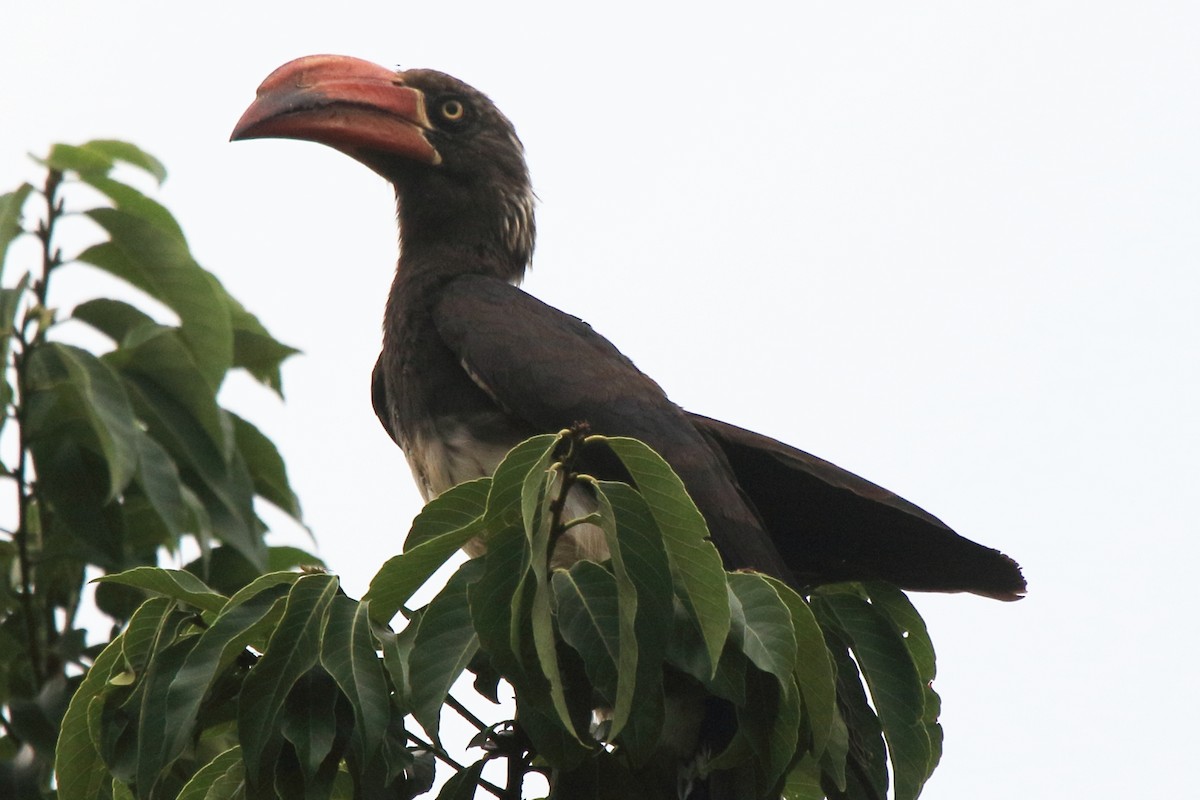 Crowned Hornbill - ML219586211