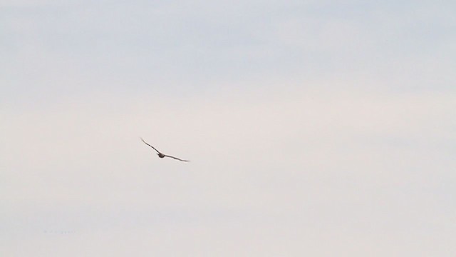 Red-tailed Hawk (calurus/alascensis) - ML219587161