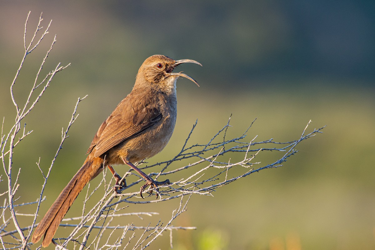 California Thrasher - Drew Beamer