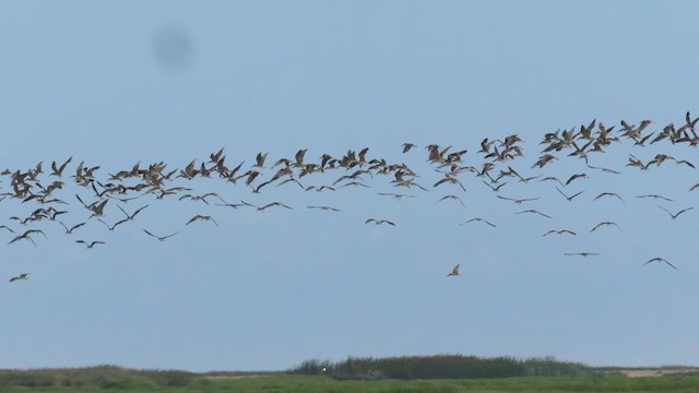 Black Skimmer - ML219588801