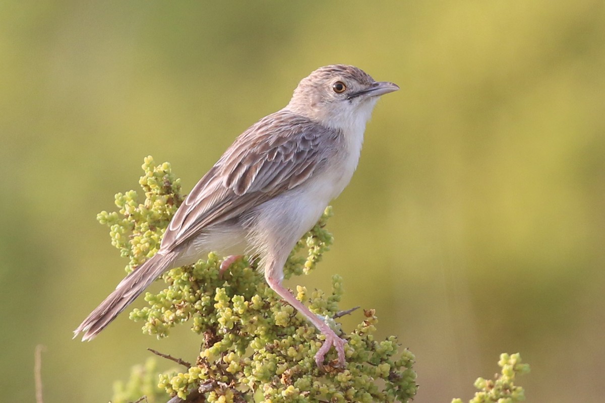 Ashy Cisticola - Oliver Fowler