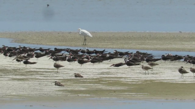 Black Skimmer - ML219590451