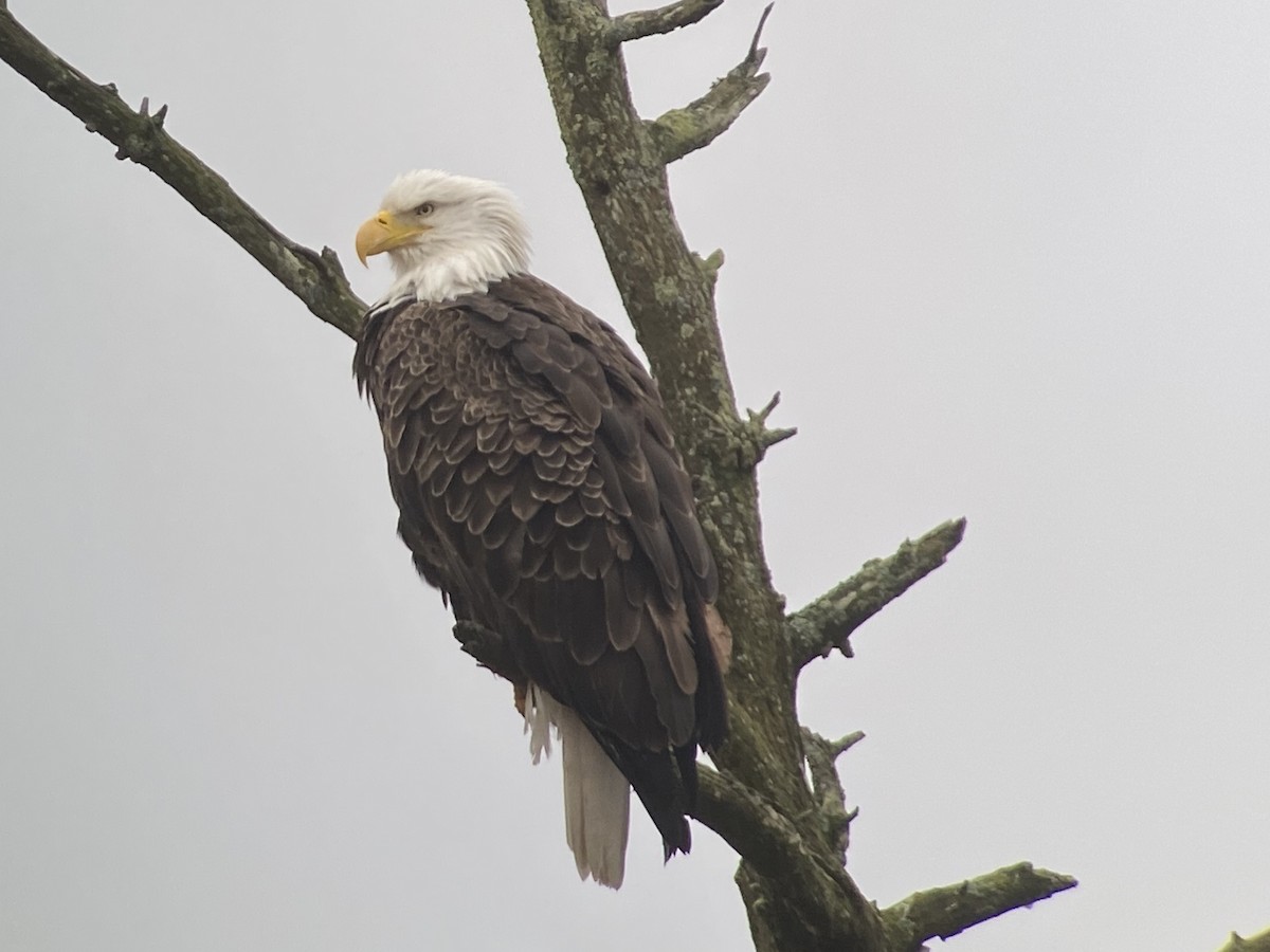 Bald Eagle - ML219590711