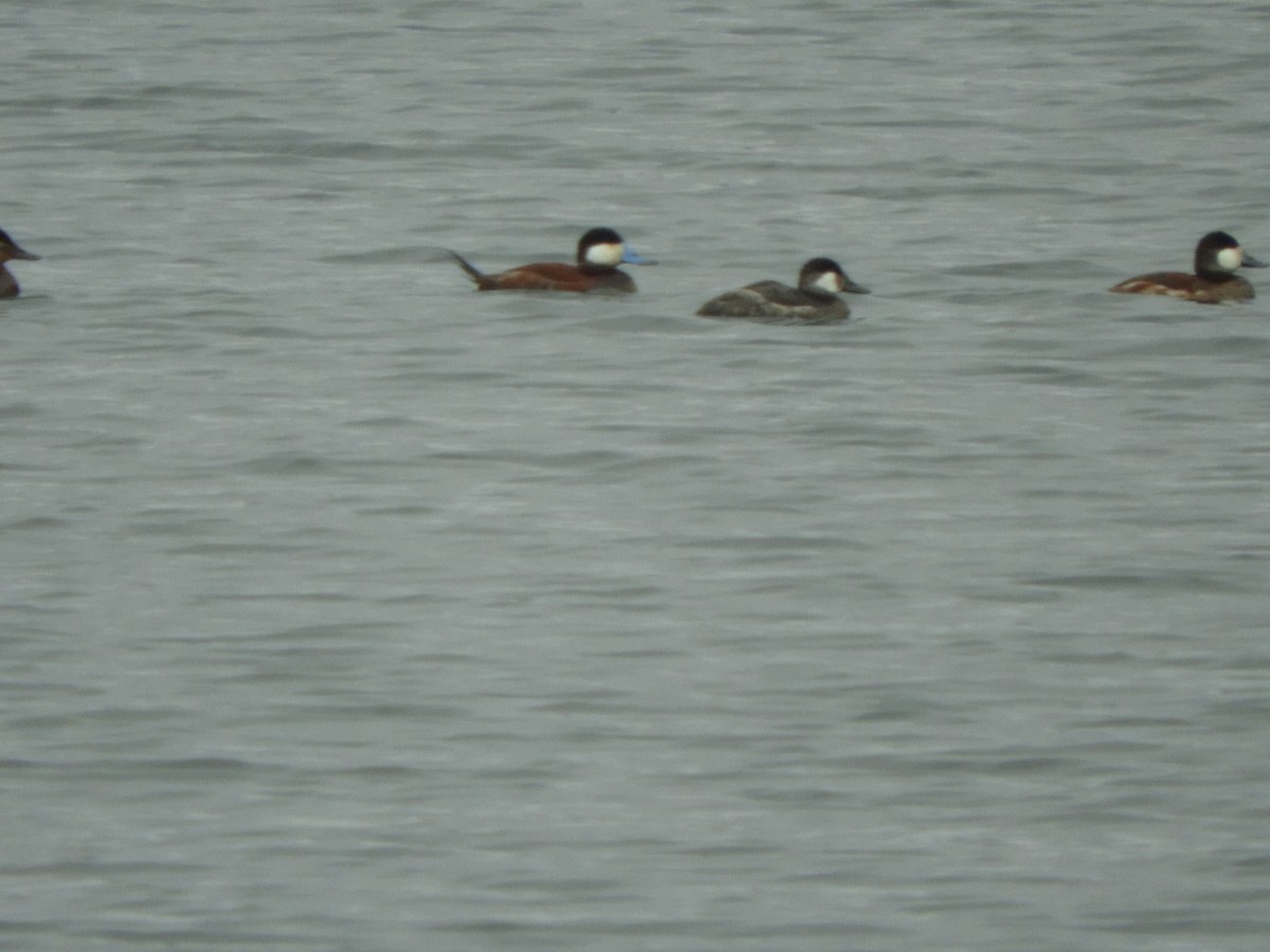 Ruddy Duck - ML219590931