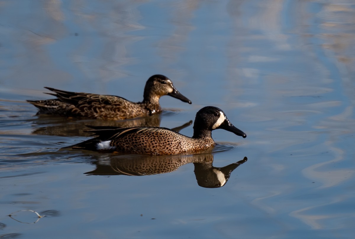 Blue-winged Teal - ML219591811