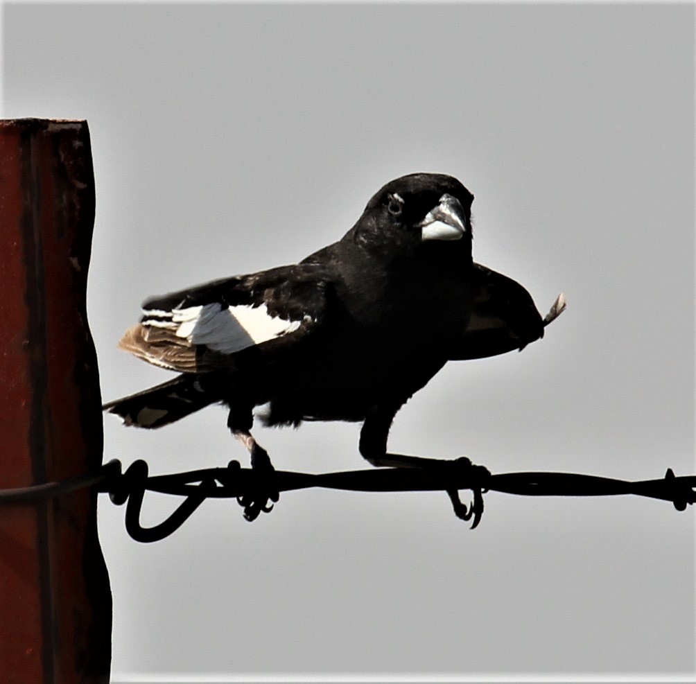 Lark Bunting - ML219593431