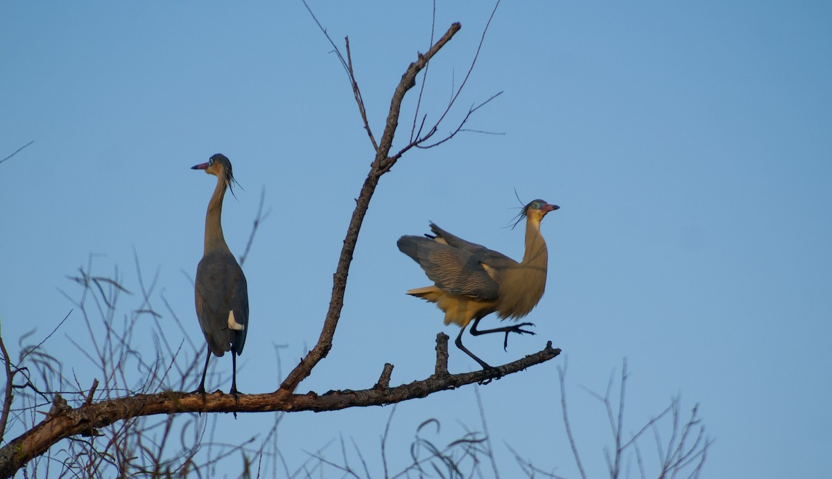 Whistling Heron - Abril Galvan