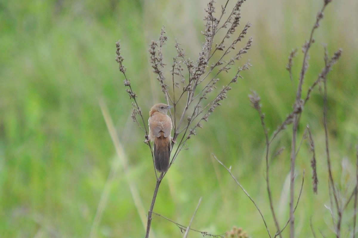 Fan-tailed Grassbird - ML219594661