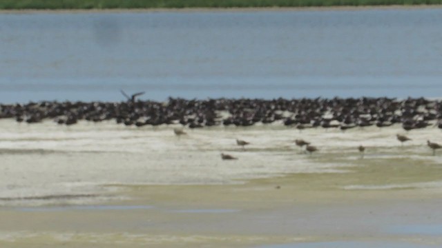 Black Skimmer - ML219594891