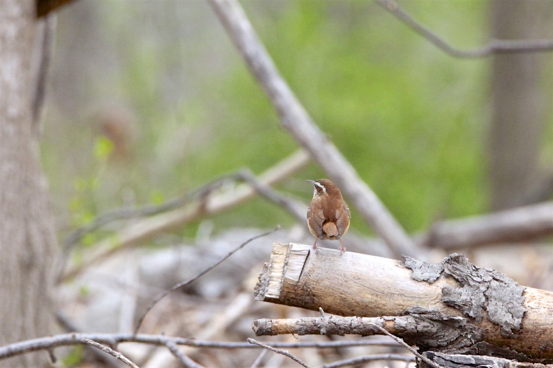 Carolina Wren - Vickie Baily