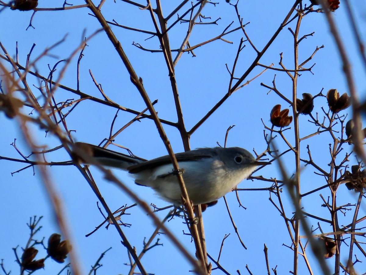 Blue-gray Gnatcatcher - Ann Cline